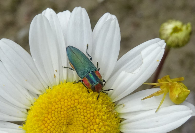 Anthaxia hungarica, femmina (Buprestidae)